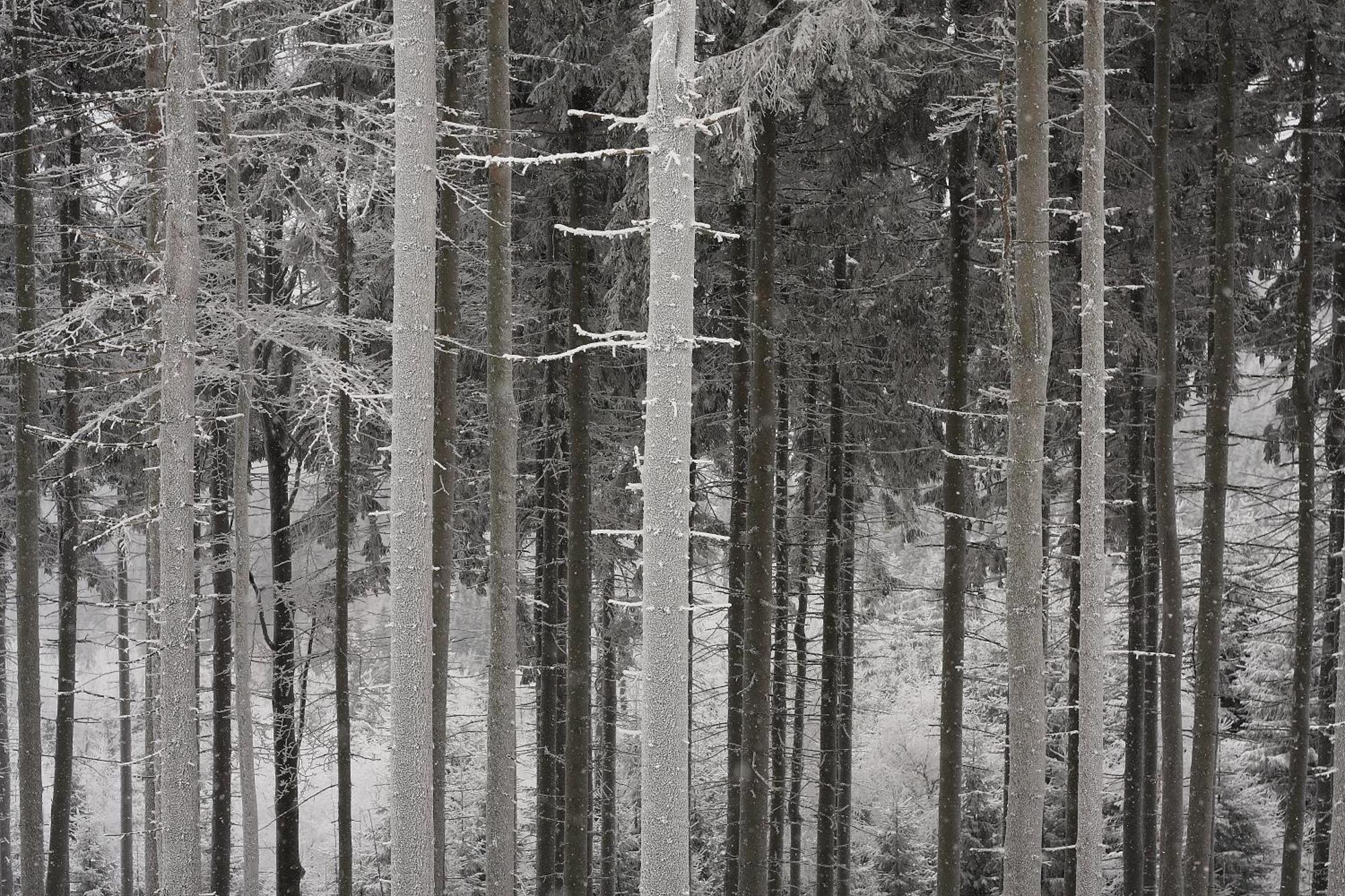 Apartment Pod Wielka Sowa Z Sauna Infrared Peterswaldau